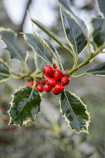 Holly Tree, Holly varieties, Holly flower, Versatile bush HD phone wallpaper