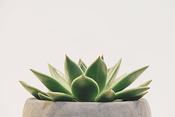 Bright minimalist of a succulent in a concrete pot, perfect for backgrounds. HD wallpaper