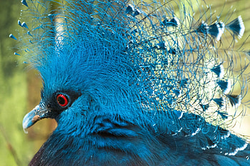 Goura Victoria, blue, feather, victoria crowned pigeon, bird, red eye, pasare, fan HD wallpaper