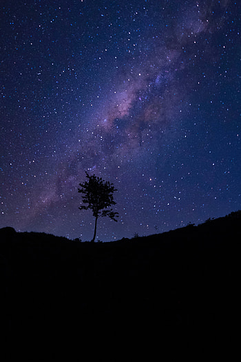 Stars, Dark, Silhouette, Wood, Tree, Starry Sky HD phone wallpaper