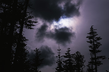 Nature, Trees, Fir, Spruce, Mainly Cloudy, Overcast, Cloud HD wallpaper