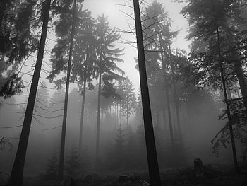 Black And White Anime Forest 8 Background HD wallpaper