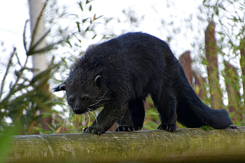 Binturong animal, Brown nature, , Jooinn HD wallpaper