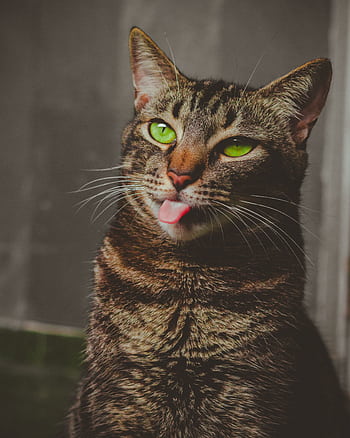 Close-up portrait of a playful tabby cat with vivid green eyes sticking out its tongue, indoors. HD phone wallpaper