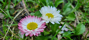 Flowers, grass, green, nature, flower HD wallpaper