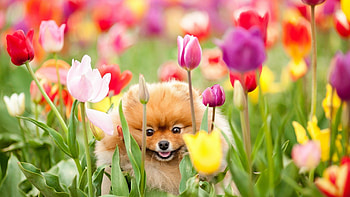 Animals, Dogs HD wallpaper