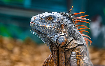 Iguana, animal, reptile, lizard HD wallpaper