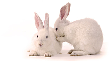 Animals, Rabbits HD wallpaper