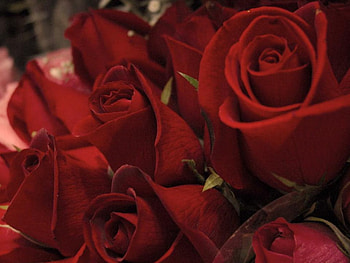 Roses, red roses, nature, flowers HD wallpaper