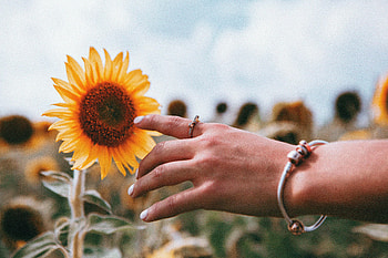 Flower, Hand, Miscellanea, Miscellaneous, Ring, Sunflower HD wallpaper