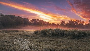 Webs And A Sunrise, Bedfordshire, mist, morning, colors, landscape, trees, sky, england, spiderwebs HD wallpaper