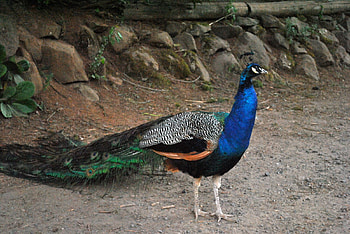 Beautiful Peacock, fowl, beautiful, peacock, bird HD wallpaper