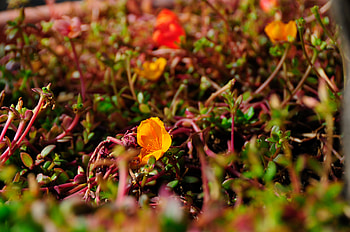Flower, Plant, Macro, Close-Up HD wallpaper