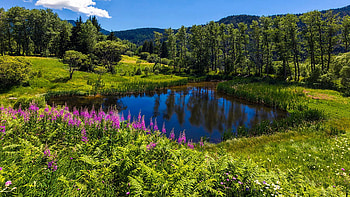 Charming Lake, meadows, hills, clouds, trees, sky, flowers HD wallpaper