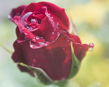 ღ❤ღ, rose, petals, flower, drops, macro HD wallpaper