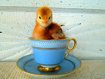 LITTLE CHICK, LITTLE, CUTE, , CHICK HD wallpaper