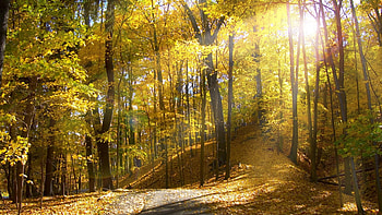 Landscape, Nature, Trees HD wallpaper