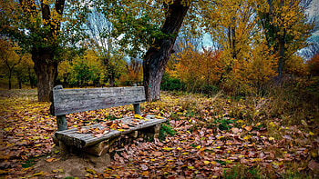 Autumn Bench, Nature, Bench, Autumn, tree HD wallpaper