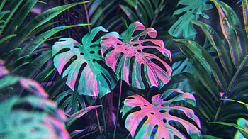 Monstera Magic - & Enjoy !, nature, plant, houseplant, monstera HD wallpaper