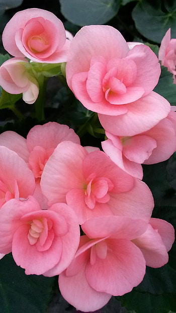 Begonia, Pink Adorable, Flower HD phone wallpaper