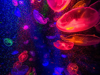 Jellyfishes, underwater, colorful HD wallpaper