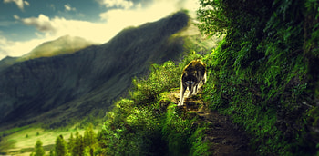 Wolf, animal, fantasy, green, luminos, lup HD wallpaper