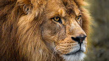 Closeup View Of Lion Face With Stare Look Lion HD wallpaper