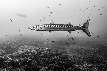 Barracuda animal, Julio Sanjuan graphy, Animal , Animals HD wallpaper