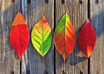 Colorful autumn leaves beautifully arranged on rustic wooden surface. HD wallpaper