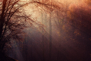 Autumn Forest Sunbeams , autumn, forest, sunbeam, nature HD wallpaper