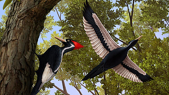 ivory pilled woodpecker, birds, woodpecker, forest, bird HD wallpaper