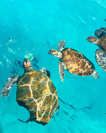 Animals, Water, Turtles, Waves, Carapace, Shell HD phone wallpaper
