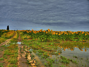 Landscape, Nature, Sunflowers, Clouds, Road, Field HD wallpaper