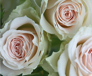 Baby Pink Bridal Roses, pastel, delicate, roses, nature, flowers, bridal boquet, baby pink HD wallpaper