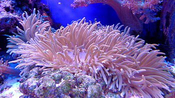 Sea anemones, Humans, The Media Line HD wallpaper