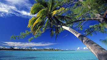 Landscape, Sea, Palms HD wallpaper