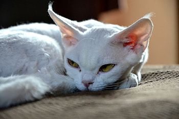 Close-up, Devon Rex HD wallpaper