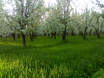 Shehzad, nature, pakistan, of, peshawar HD wallpaper