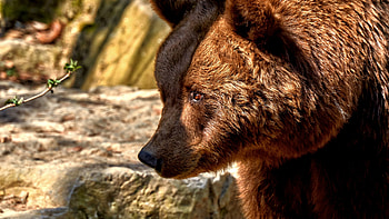 Bear predator furry animal, Muzzle details, , Wildlife beauty HD wallpaper
