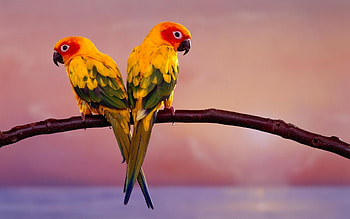 Animals, Birds, Parrots HD wallpaper