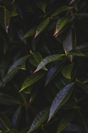 Nature, Leaves, Bush, Plant, Dark HD phone wallpaper