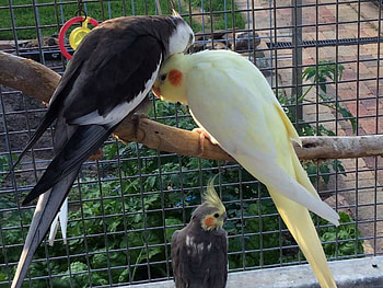 BIRDS GROOMING, GROOMING, BIRDS, , TWO HD wallpaper