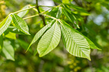 Buckeye Tree, Ohio pride, Purdue Fort Wayne, Woody perennial HD wallpaper