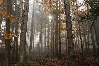 Captivating autumn forest filled with fog and sunlight filtering through trees. HD wallpaper