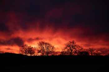 Trees, Dark, Silhouettes, Evening HD wallpaper