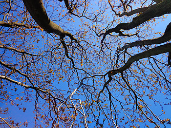 Nature, Trees, Sky, Vertex, Branches, Branch, Tops HD wallpaper