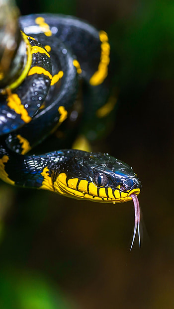 Ultra snakes, Reptile , serpent , Stunning reptiles HD phone wallpaper