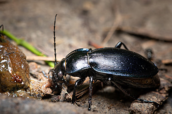 Beetle, British beetle guide, Identify, Countryfile HD wallpaper