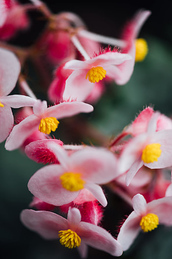 Bloom, pink flowers, macro HD phone wallpaper