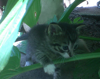 Kitten 1, kitten, cat, animals, curious HD wallpaper